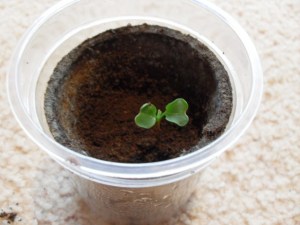 Radish seedling in pure coffee grounds