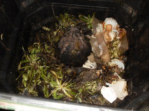 coffee compost with coffee grounds and other organic material