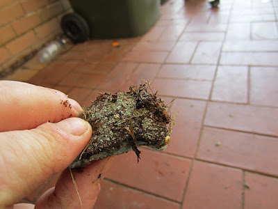 coffee grounds mouldy