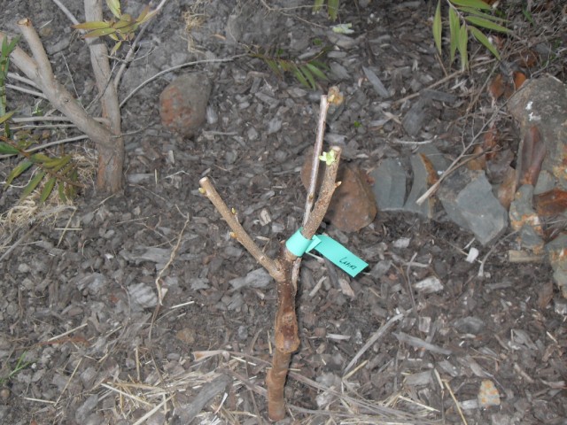 Lapin Cherry grown home