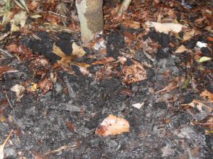 coffee grounds soil