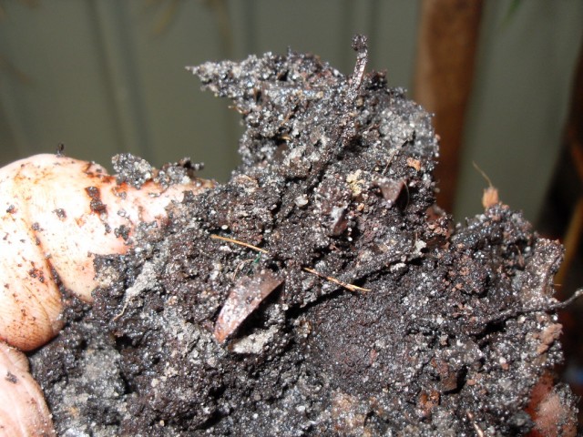 compost coffee