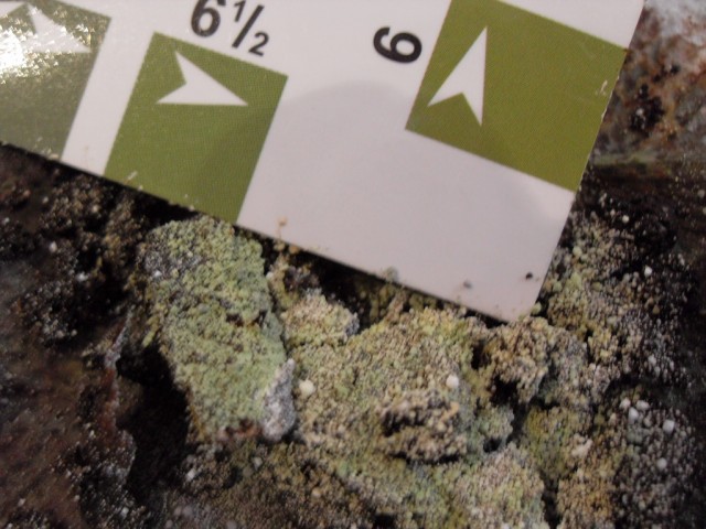 pH test results for new soil made with Coffee Grounds