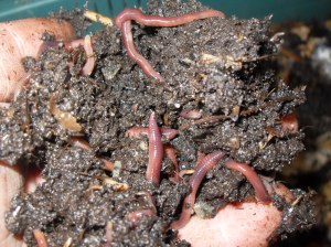 Handful of worms living on coffee grounds