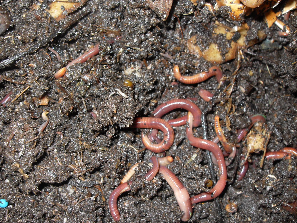 Compost Worms and Coffee Grounds