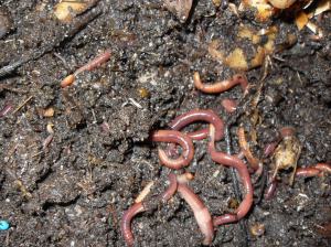 Happy and fat worms living on coffee grounds