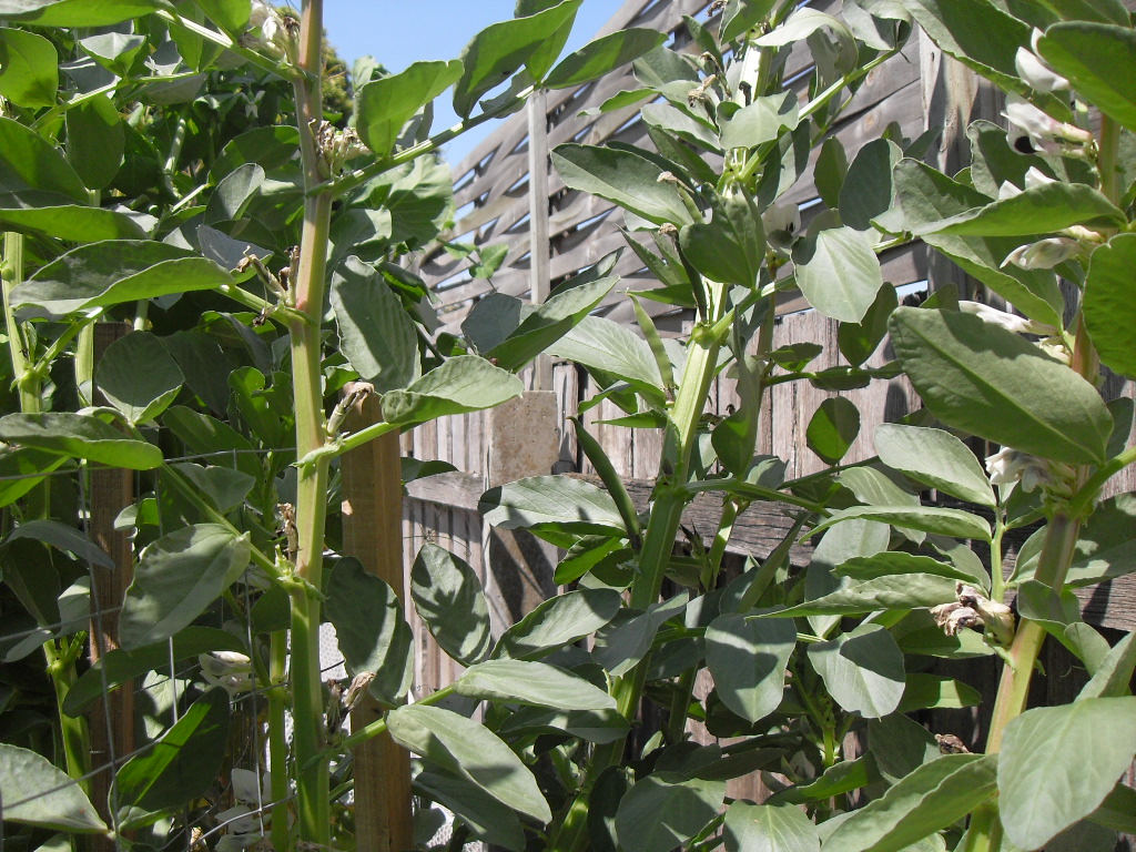 Broad Bean Plants in flower coffee grounds Coffee grounds for plants