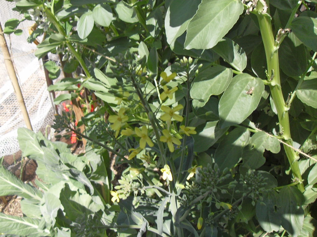 Brussel Sprouts in flower coffee grounds Coffee grounds for plants