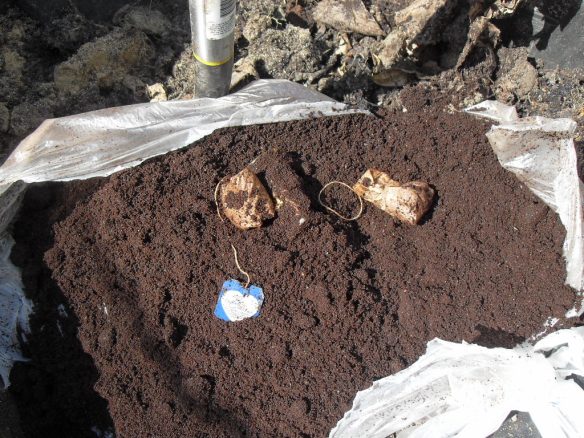 coffee grounds with apple and tea bag for compost 