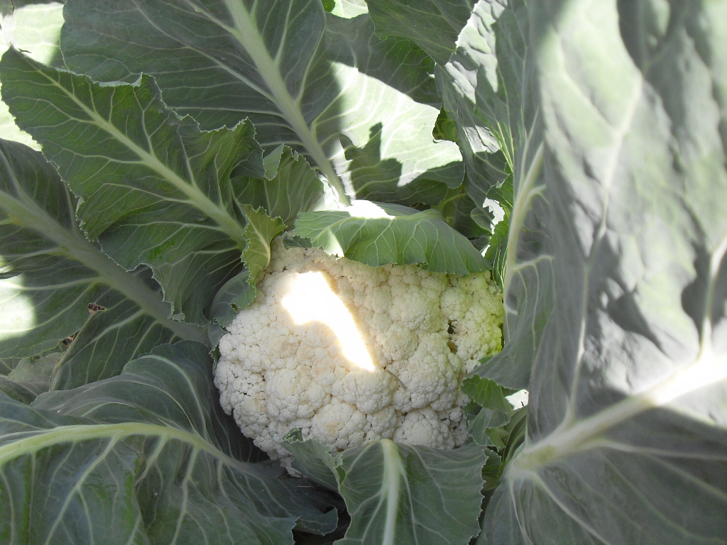Colliflower ready to harvest thanks to coffee grounds Coffee grounds for plants