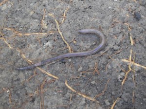 Huge Earthworm The Huge Earthworm that feeds off coffee grounds