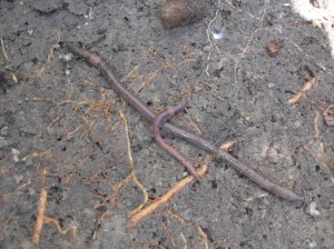 Giant worm compared to normal worm The Huge Earthworm that feeds off coffee grounds compared to normal worm