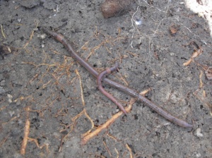The Huge Earthworm that feeds off coffee grounds compared to normal worm