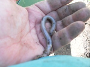 A worm in the hand is worth two in the bush The Huge Earthworm that feeds off coffee grounds
