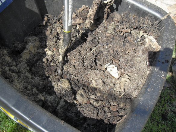 coffee grounds now combined with compost as new soil