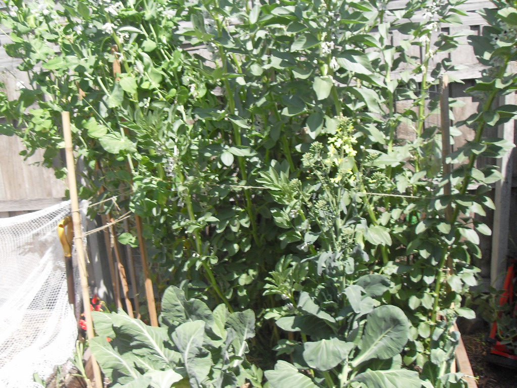 Plot 2 growing well thanks to coffee grounds Coffee grounds for plants