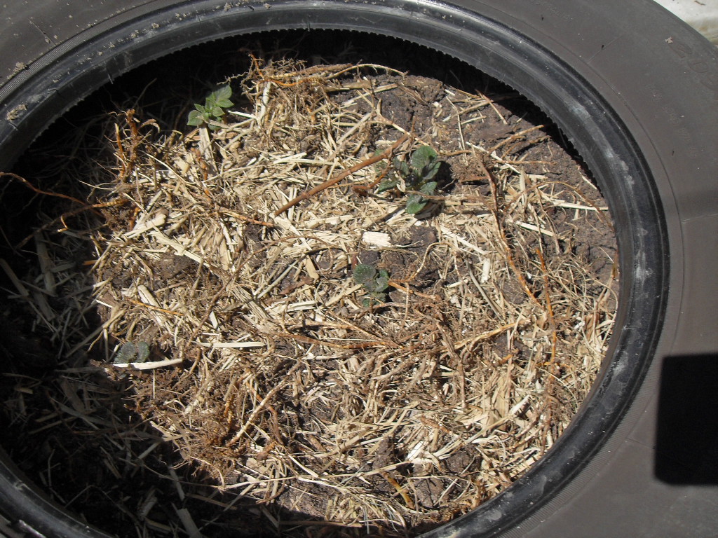 Car tyre used for potatoes Tyre used for growing vegtables potatoes