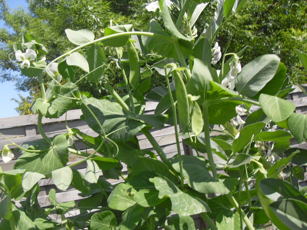 Snow Peas ready to eat with thanks to coffee grounds Coffee grounds for plants