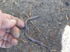 Earthworm compared to my hand The Huge Earthworm that feeds off coffee grounds