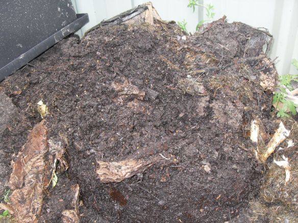 This pile of coffee compost is full of worms and ready for use