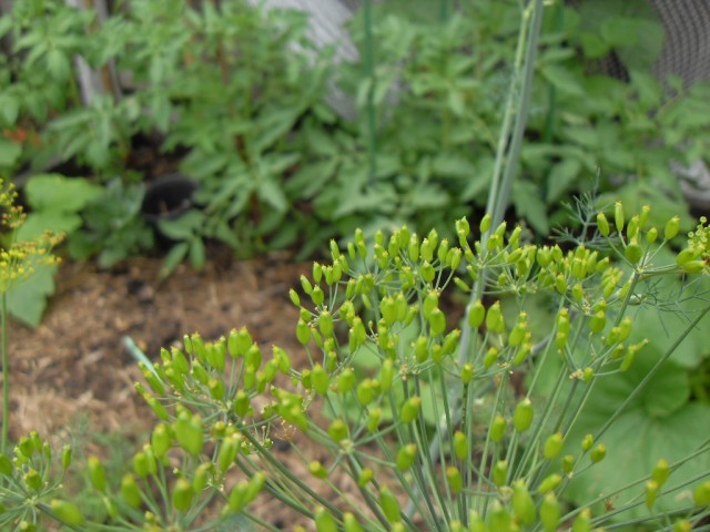 dill seeds plant