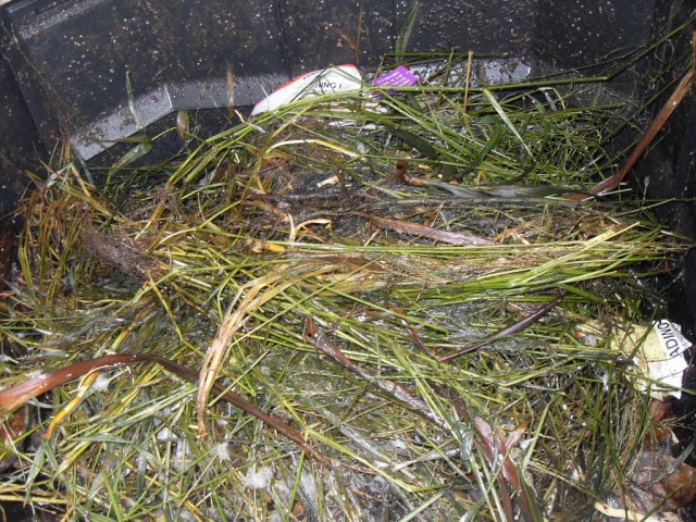 Inside the hot compost bin