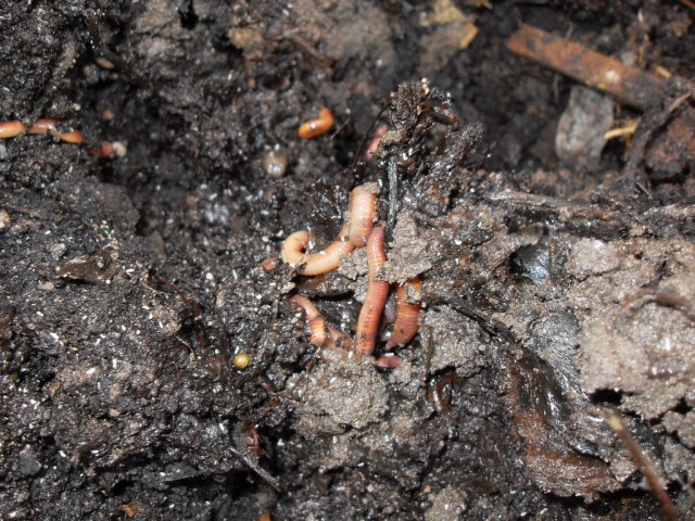 This pile of coffee grinds compost is full of worms and ready for use