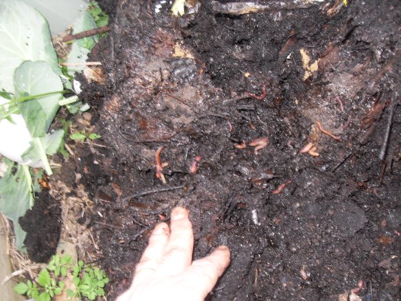 This pile of coffee compost is full of worms and ready for use