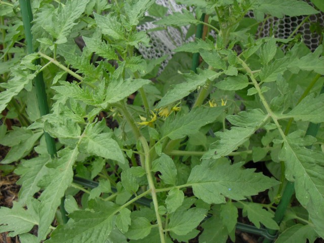 Tomatoes in flower now and soon growing fruit
