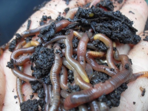 compost worms fed coffee grounds