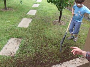 coffee-grounds-add-to-lawn doing some work to get the coffee grounds worked into the lawn