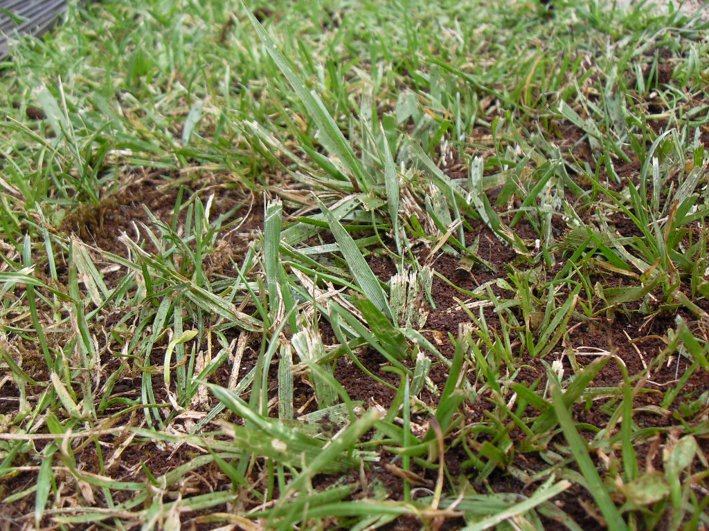 grass after having coffee grounds spread over