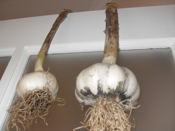garlic grown in coffee compost hanging to dry