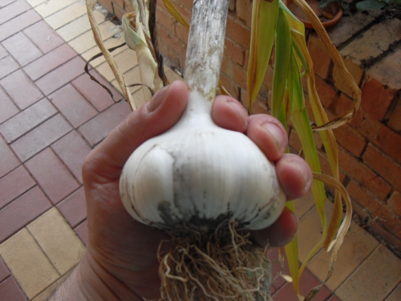 a monster garlic feed coffee compost