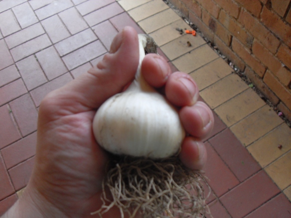 this is a normal kind of garlic