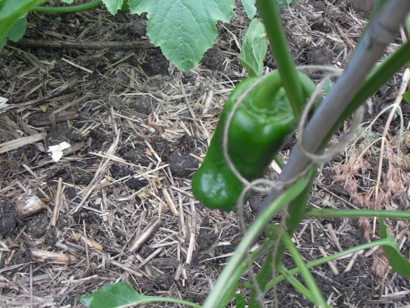 pepper is also known as Capsicum, whatever the name they love coffee