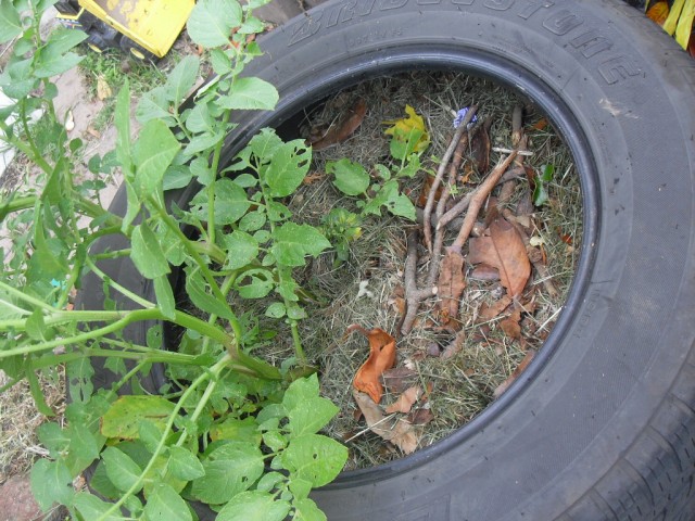 car tire coffee grounds potatoes growing with coffee grounds