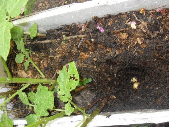 potatoes grow container potatoes growing in a mostly coffee mixture