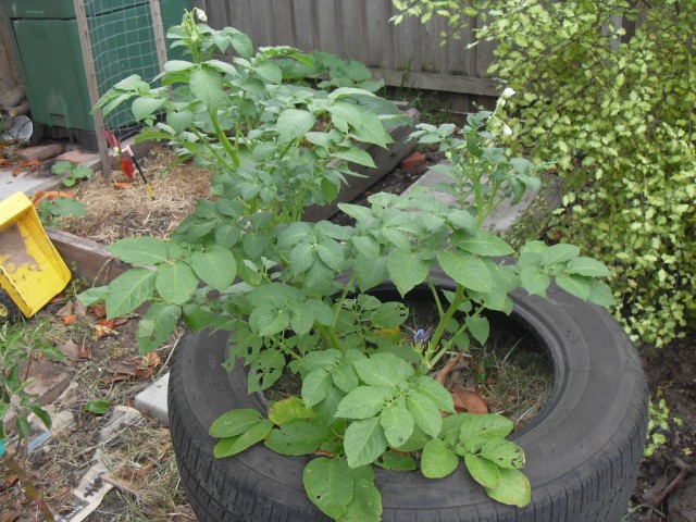 coffee growing potatoes potatoes flowering in car tire with coffee compost