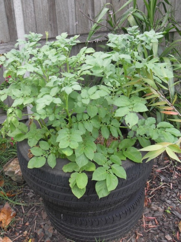 Garden potatoes in coffee compost