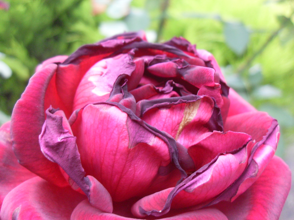 Roses and Insects – Nothing is Ever Perfect!