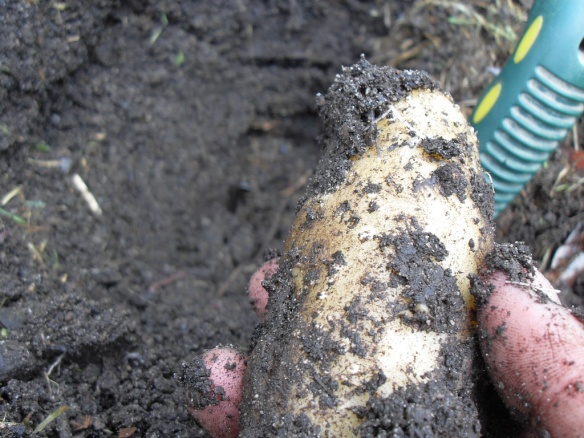 potatoes growing from car tire in coffee compost