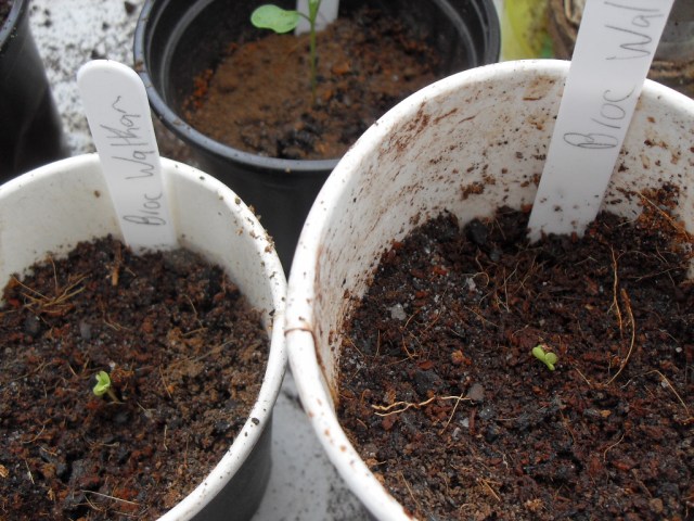seedling-emerge-coffee-grounds-mix