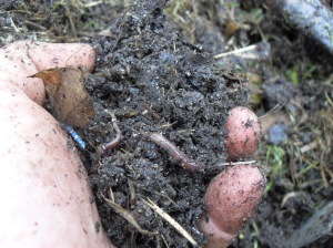 a handful of worms in used grounds