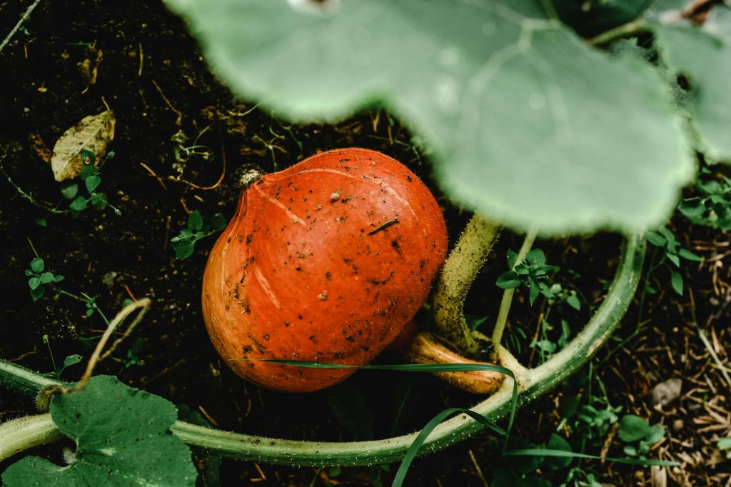 Organic Pumpkin Gardening: Maximizing Growth with Coffee&nbsp;Compost