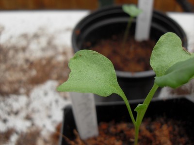 growing broccoli from seed