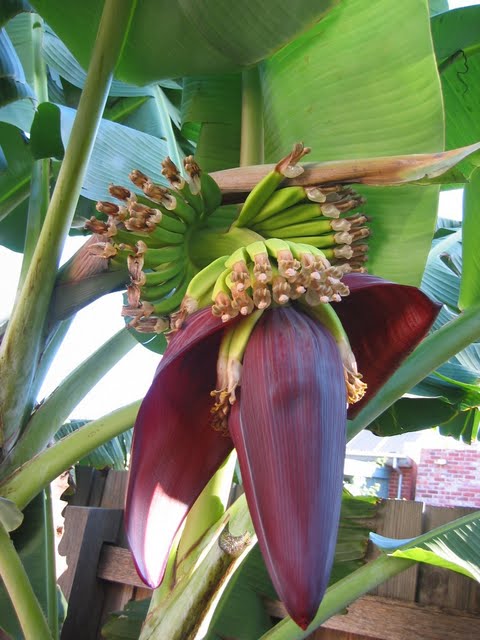 banana tree flower