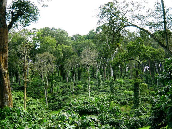 What growing coffee is all about