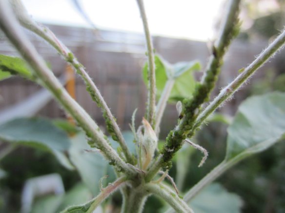 closeup of aphids on fruit tree