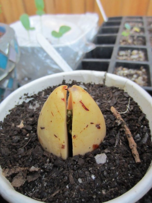 a seedling growing out of the Avocado seed